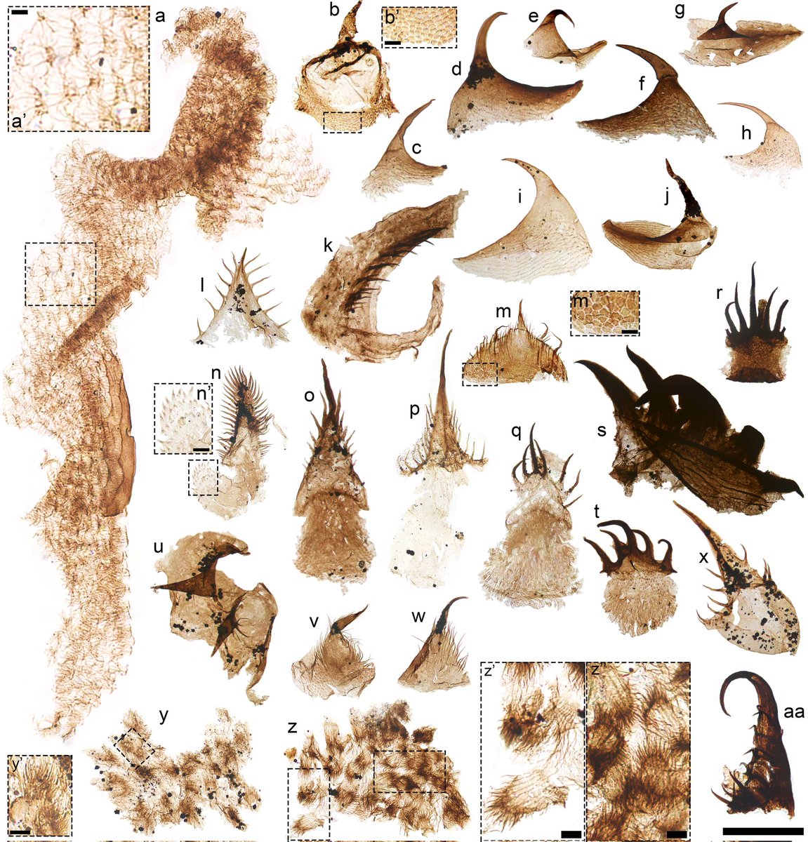 CambroJoe's tweet image. New Small Carbonaceous #Fossil assemblages from North Dakota, spanning the Cambrian-Ordovician boundary.
pnas.org/doi/10.1073/pn…