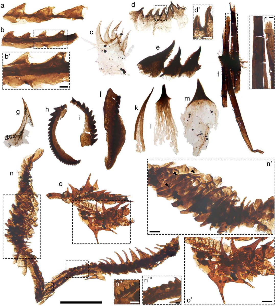 CambroJoe's tweet image. New Small Carbonaceous #Fossil assemblages from North Dakota, spanning the Cambrian-Ordovician boundary.
pnas.org/doi/10.1073/pn…