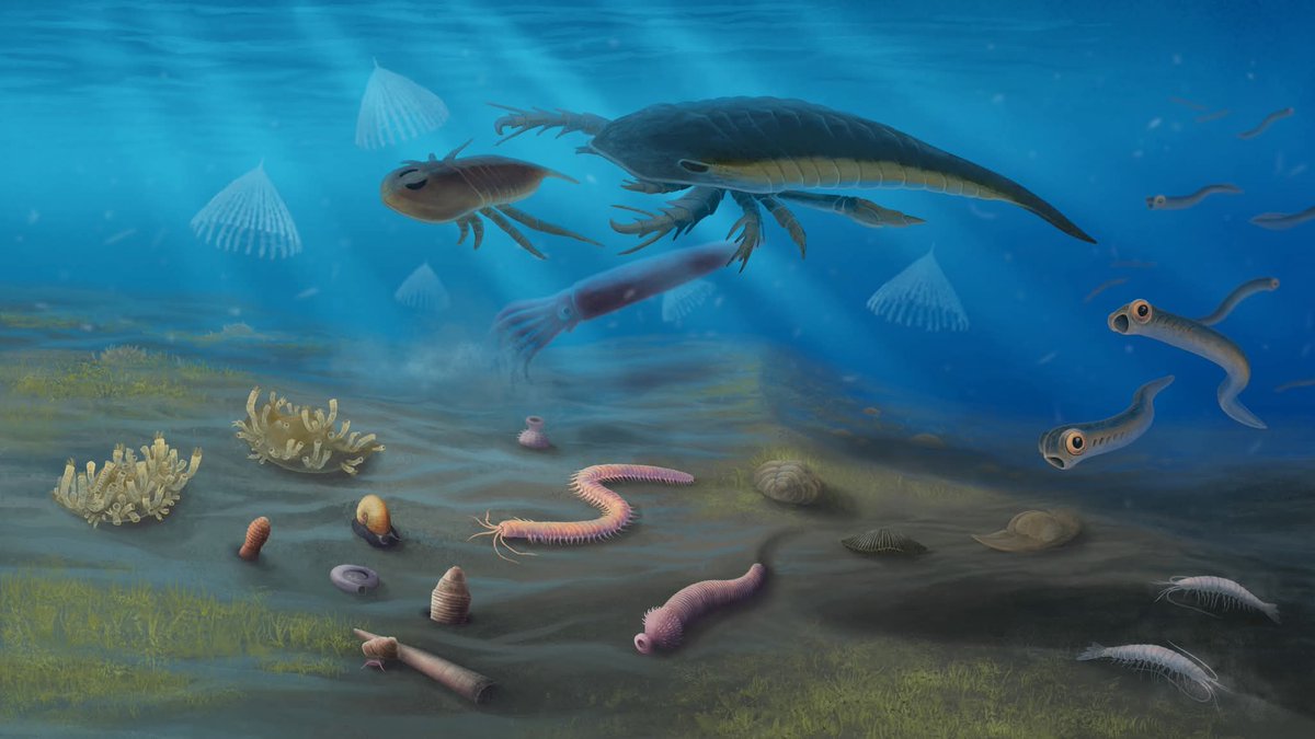 CambroJoe's tweet image. New Small Carbonaceous #Fossil assemblages from North Dakota, spanning the Cambrian-Ordovician boundary.
pnas.org/doi/10.1073/pn…