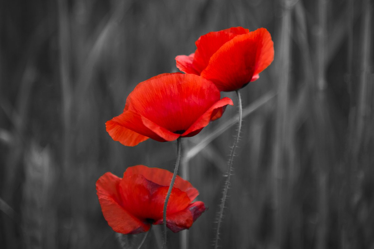 CSIO's tweet image. Today, we remember those who made sacrifices for peace and freedom, both in Canada and around the world. By listening to their stories, we ensure that our veterans will never be forgotten.

#LestWeForget #RemembranceDay #CanadaRemembers