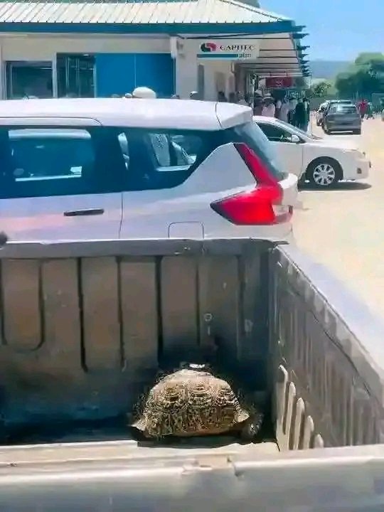 This tortoise was walking from Limpopo to Rustenburg, ke e file lift... Sorry 😂🤣😩🙏