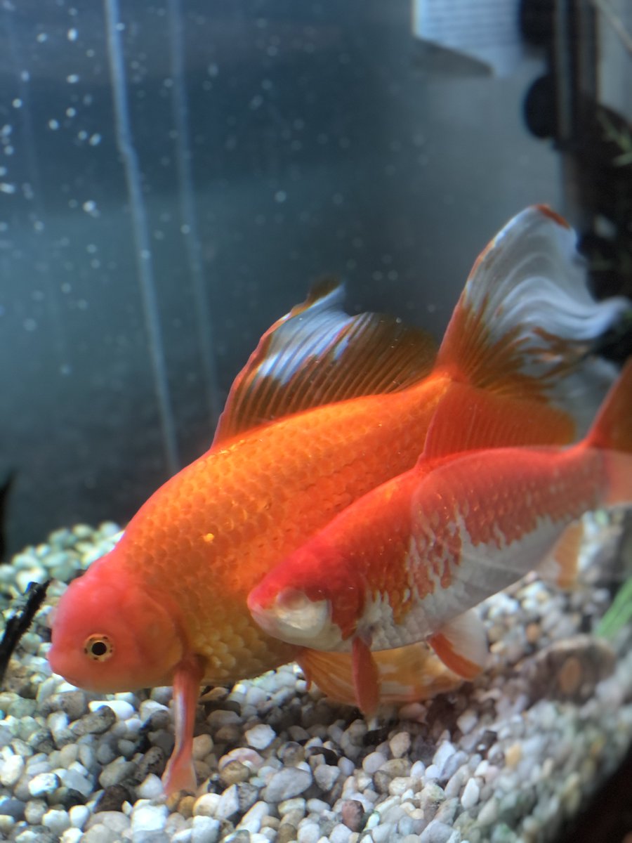 Groundwork HV tweet media