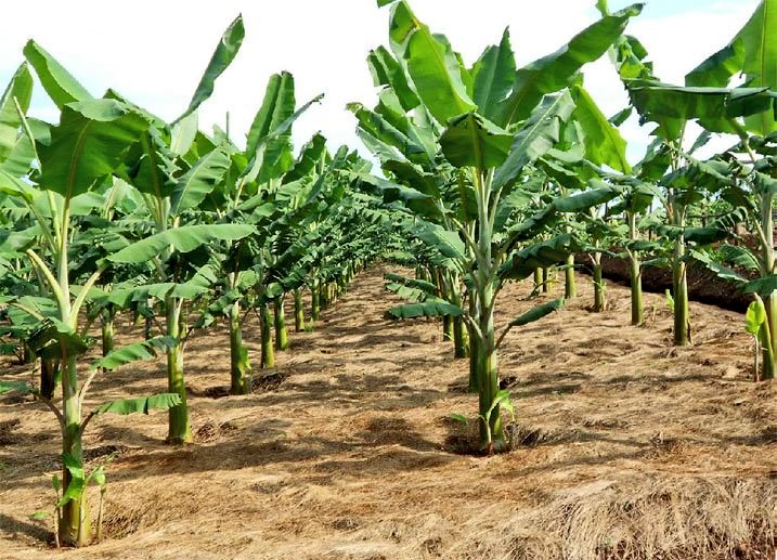 HiveMasterCo's tweet photo. We offer Smart Farming for Brighter Futures with the  Solar🌟 Tech that Meets Precision Irrigation for Smarter Growth in Farms💦.

We Build Hives with High Return on Investments with our  Modern Beekeeping Kits that are designed for Healthier Bees and Sweeter Profits🤙0723570061 https://t.co/hKtNerERzg