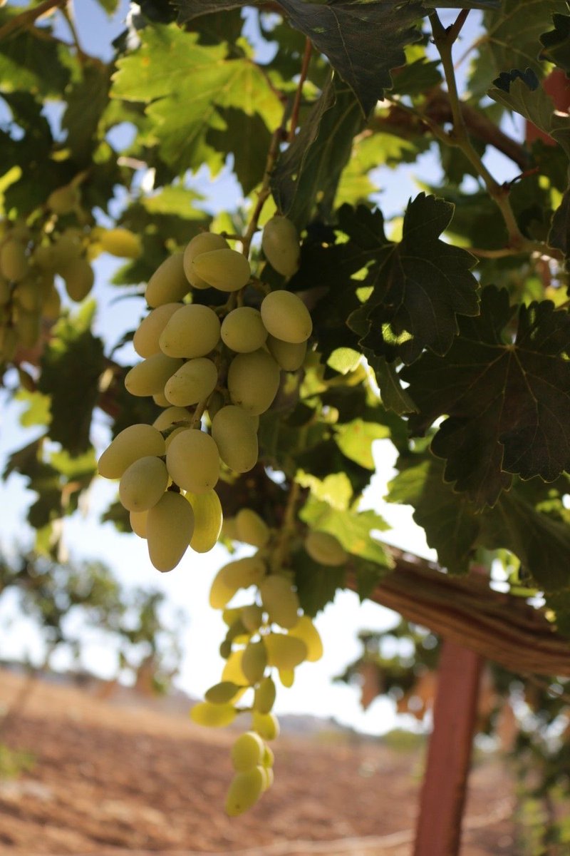 ،
،

وأن عذربوك #الأوادم خل صدرك وسيع 
ماعذرب عناقيد العنب غير الذي ماطالها 
.