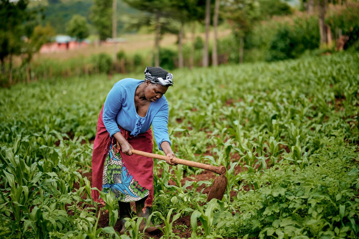 kamanzi_claudin's tweet image. Debate time 🔥

Should food production move toward land #consolidation or preserve our smallholder #roots?

As we strive for food #security and #sustainability, which path truly shapes the future of #farming large scale farms for efficiency or smallholders for resilience and…