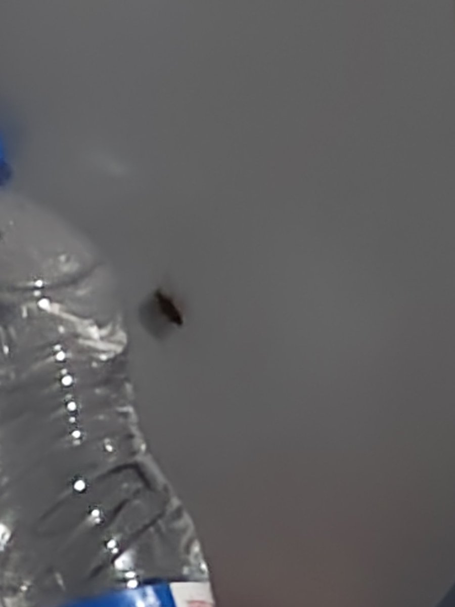 iamaadilh's tweet image. Train number 12322 kolkata mail train me cockroach hai 3th AC me 
Pnr number 8139081850
Coach b4 31 #AshwiniVaishnaw #railmadad #railwayhelp #pmoindia #NarendraModi #Railway #laluprasadyadav #RahulGandhi #indiarailway #India #viral #viralpost #Trending #psot