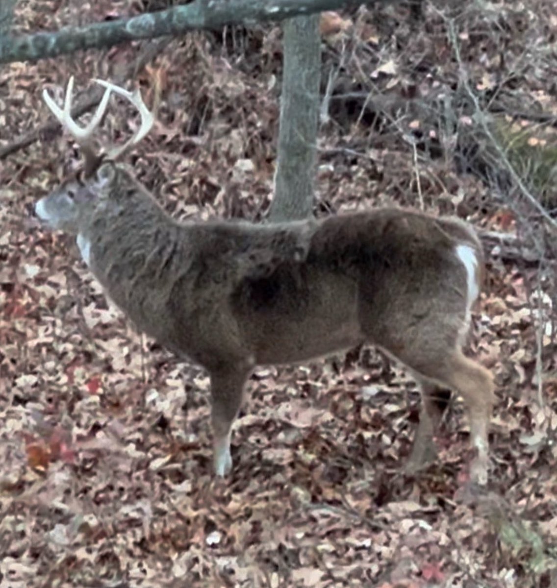 Here is a pic of BB from last year when he was in flex mode! 💪 When we field dressed him, we truly do not believe we’ve come across a longer deer and his neck was silly!