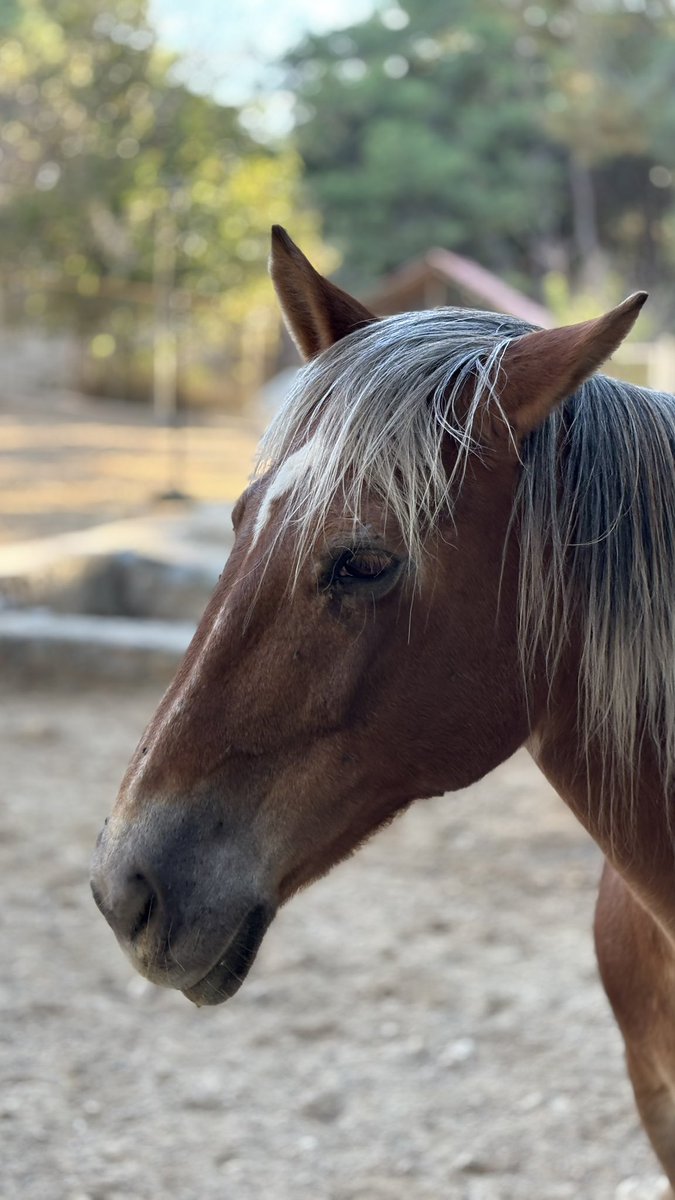 Platin saçlarını sevsinler senin..