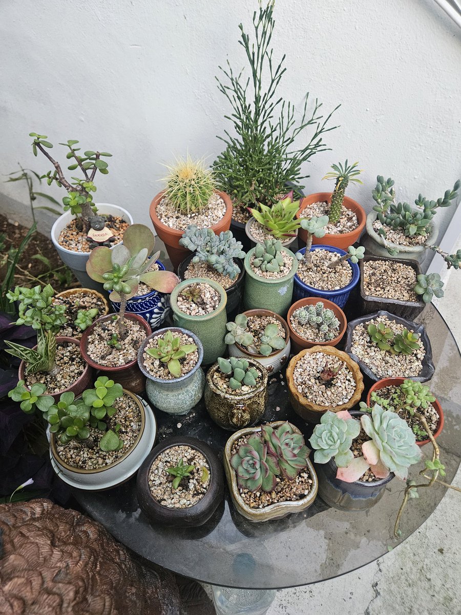 ghk1001mi's tweet image. #아기자기 #다육이
바라만봐도 좋아 👌 
#엄마 #사랑 #부산 #제주