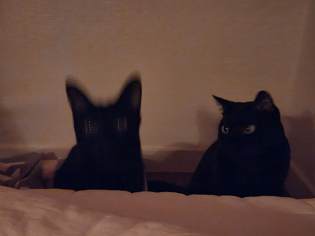 dotkavi's tweet image. 진동고양이를 구경하는 고양이