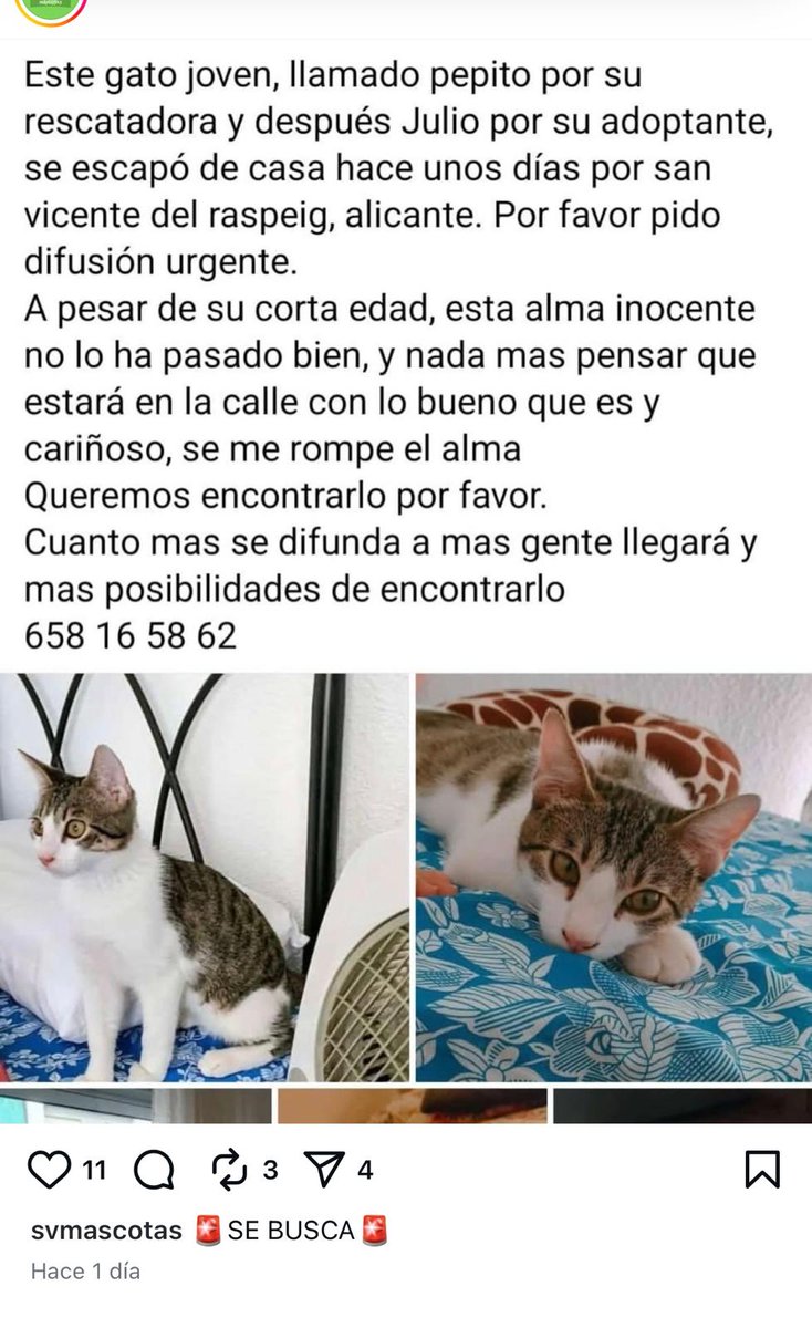 AcofalX's tweet image. URGENTE Gato joven desaparecido en San Vicente del Raspeig (Alicante)