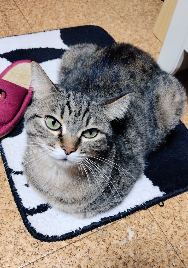 ゴロー🐾 (@cat_56chan) / Posts / X