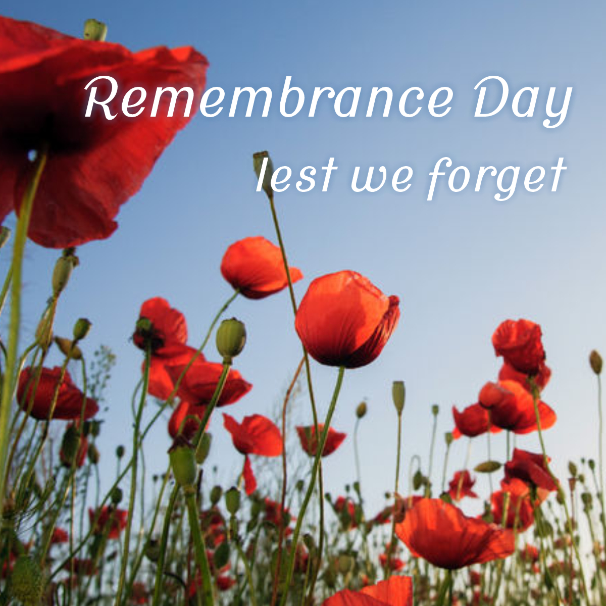 Plasticuts tweet media