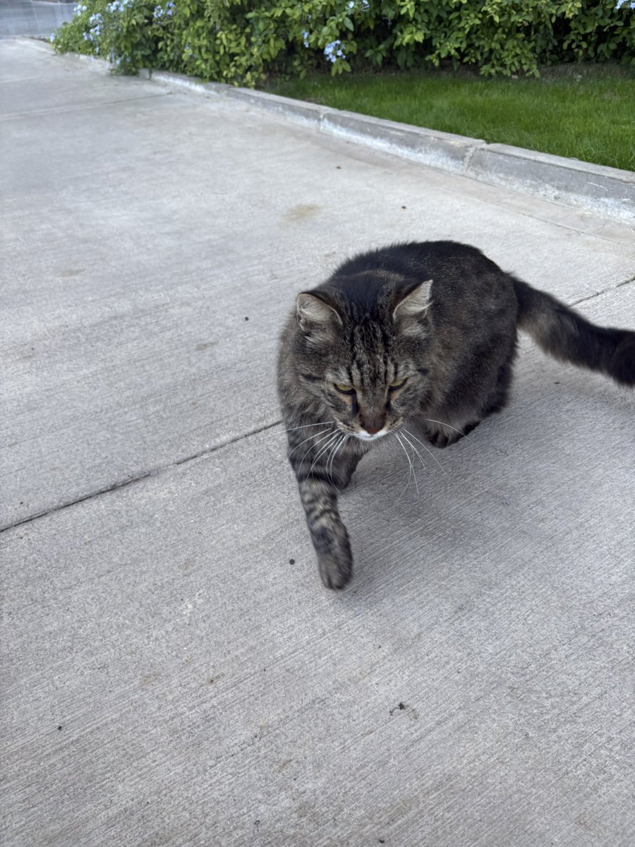 Kedi mi aslan mı çözemedim 🤣