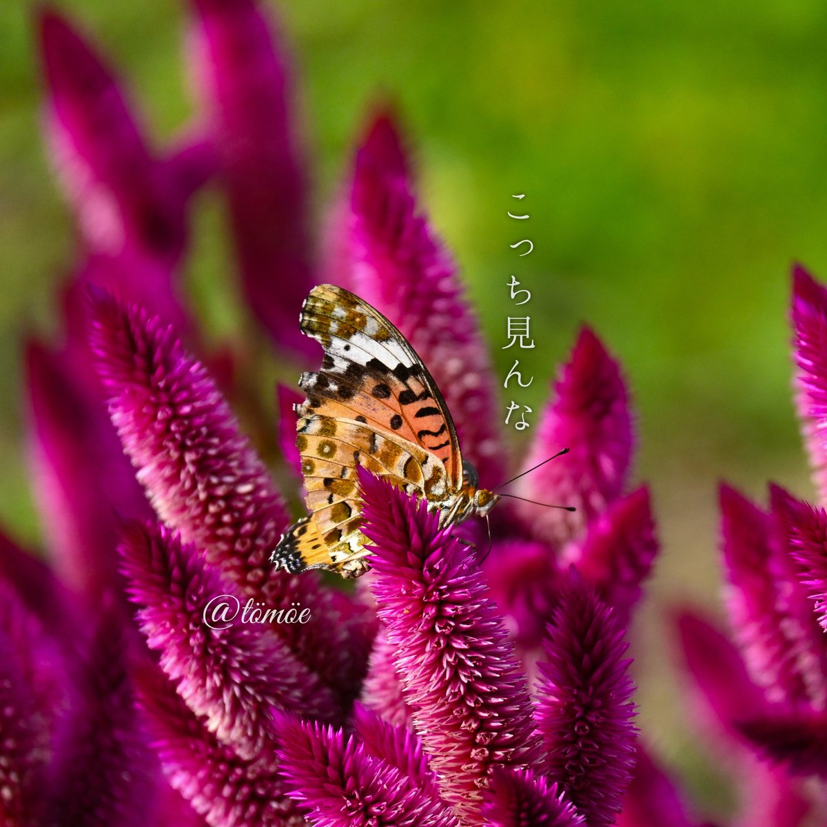 tt_drooop's tweet image. っていう写真