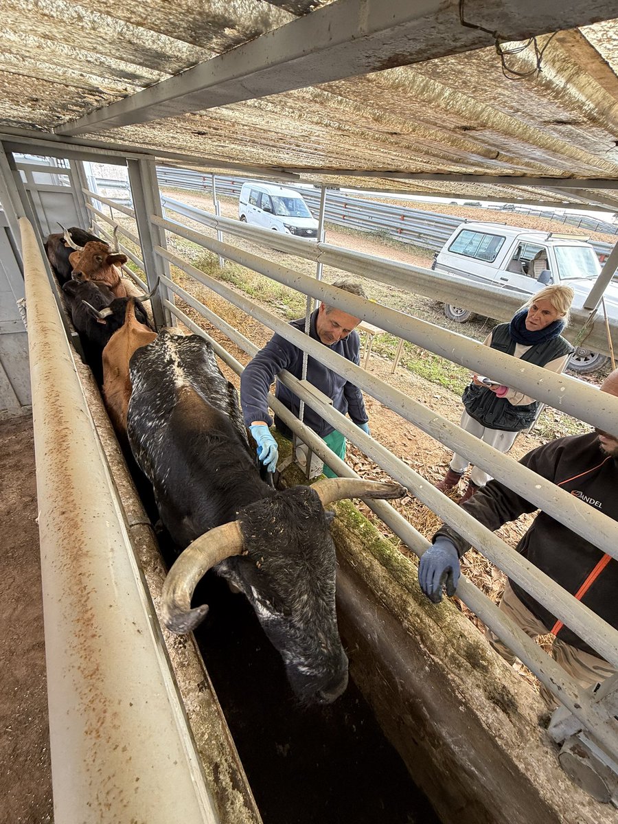 Mañanas frías de saneamiento 🤟🏼
