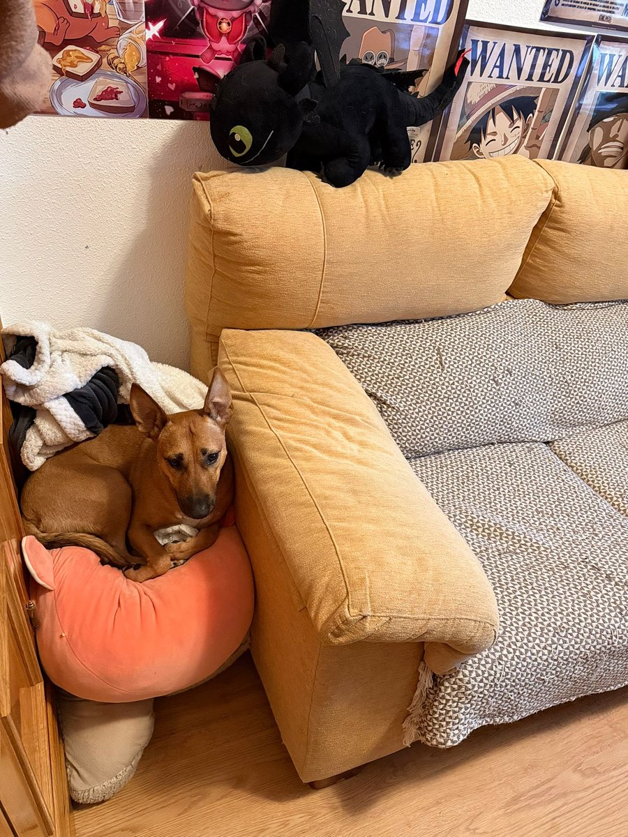 Hoy Xikito a decidio que no le apetecia sofa y a tirado todo a una esquina y se ha hecho su propio fuerte......... que os parece? vaya telitaaaa con mi prima.....
🤗🤗🤗😍🥰
Como se le puede querer tanto a un animalito??🐶