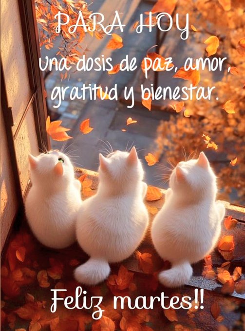 Three fluffy white cats with white fur and tails sit closely together on a wooden windowsill inside a room looking outward. They face a blurred outdoor scene with numerous orange and yellow autumn leaves falling and scattered on the ground. Overlaid text in colorful letters reads PABABA HOYOY at the top una dosis una dosis de paz amor gratitud y bienestar in the middle and Feliz martes at the bottom.