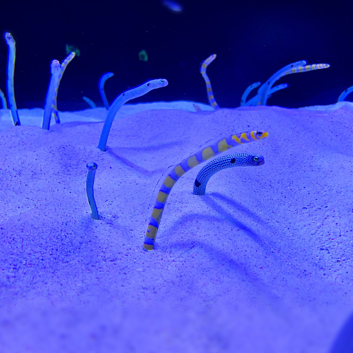 ConceptsSteam's tweet image. 滑り込みセーフで投稿。
今日(11/11)はチンアナゴの日！