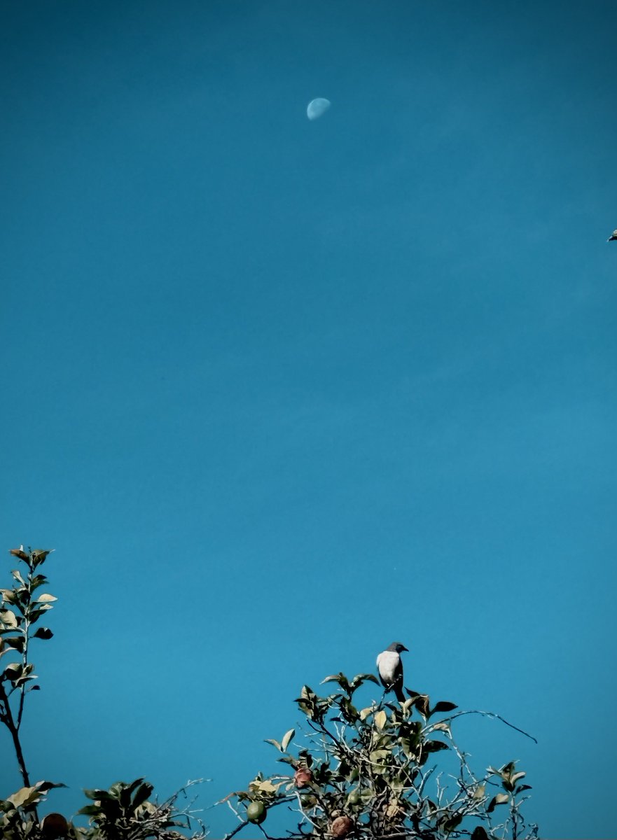 techbubble's tweet image. gm ☀️

Got a shot of a UFO with the moon yesterday.

UFO = &quot;Unidentified Flying Organism&quot; also known as &quot;Bird&quot;