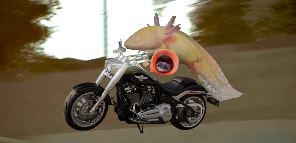 ぽぽぽ❀様 ぽぽぽ❀様 ぽぽ ぽぽ ぽぽ ZX Fury 名作を融合した最後の