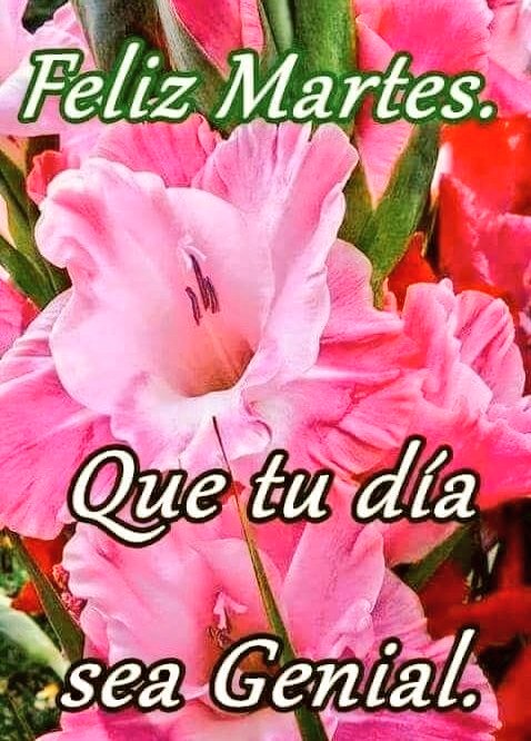 Pink gladiolus flowers with green stems and leaves fill the frame, some in full bloom showing detailed petals and centers. Overlaid text in green reads Feliz Martes at the top. Below it, pink text reads Que tu dia sea Genial with slight repetition artifacts.