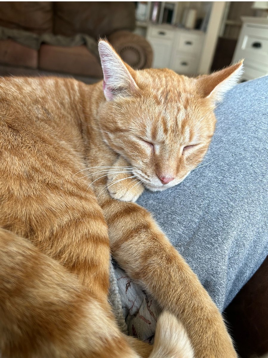 Gena Showalter tweet media