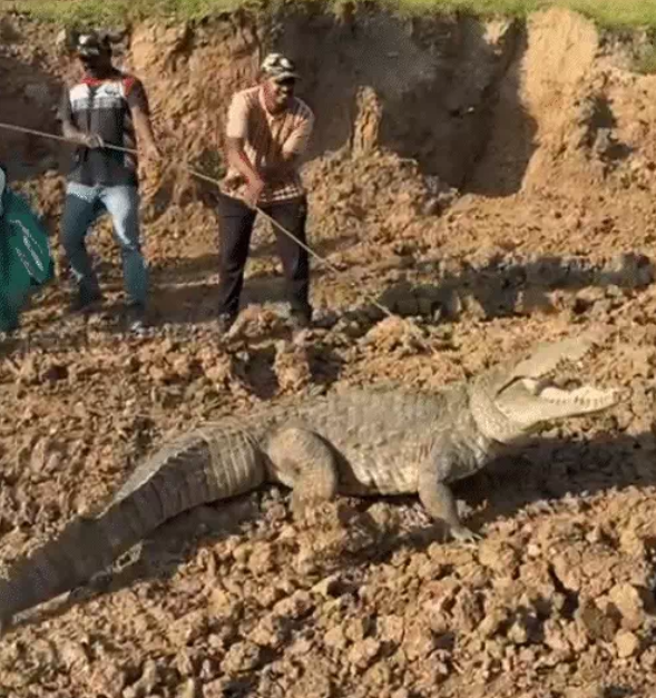 9.5-foot crocodile falls into 30-foot pit at bullet train site in Vadodara; rescue video goes viral