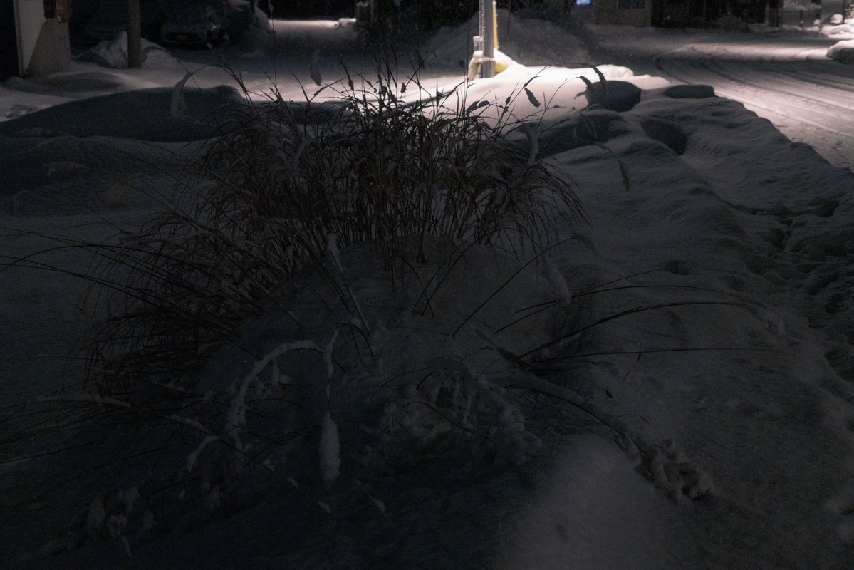 n55_pafu's tweet image. 