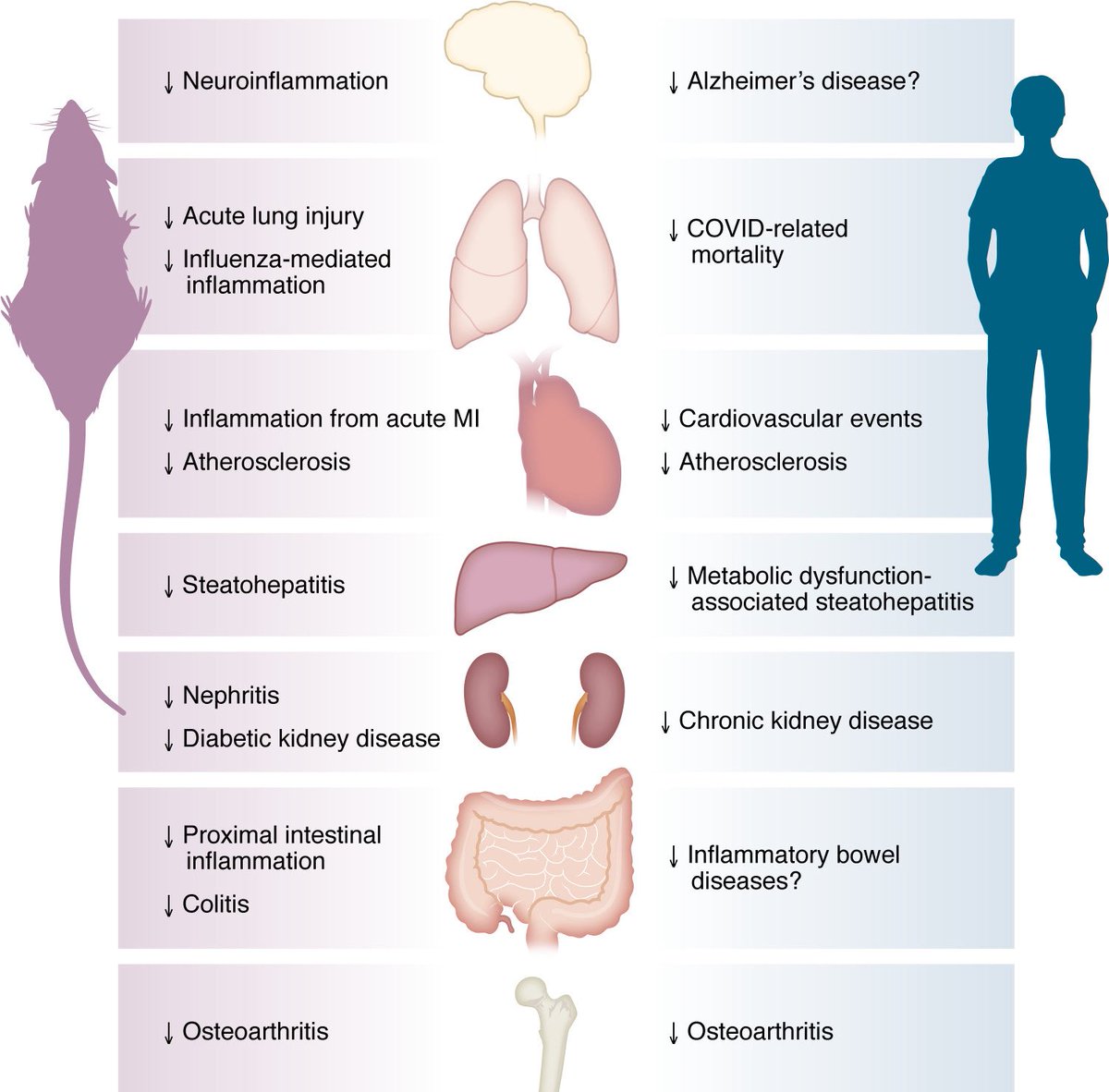 GLP-1–based drugs aren’t just for diabetes or obesity.

🔥 New JCI review: They also show potent anti-inflammatory effects across heart, kidney, liver, and brain — via both weight-loss–dependent and independent pathways. 

➡️ Beyond glucose control: 

GLP-1 therapies lower