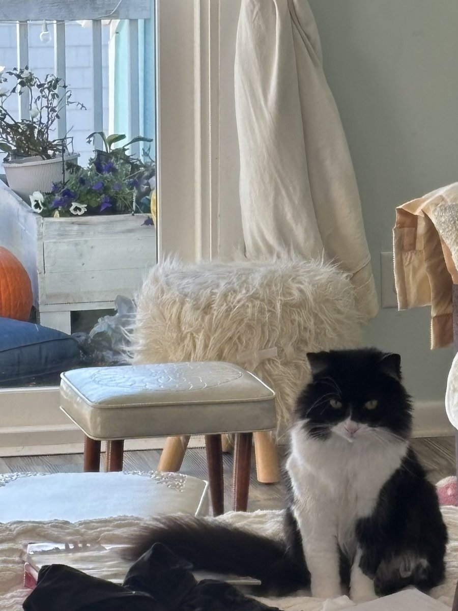 sweeetcyanide's tweet image. Walked into the living room, found my cat looking totally sus?  🐈‍⬛