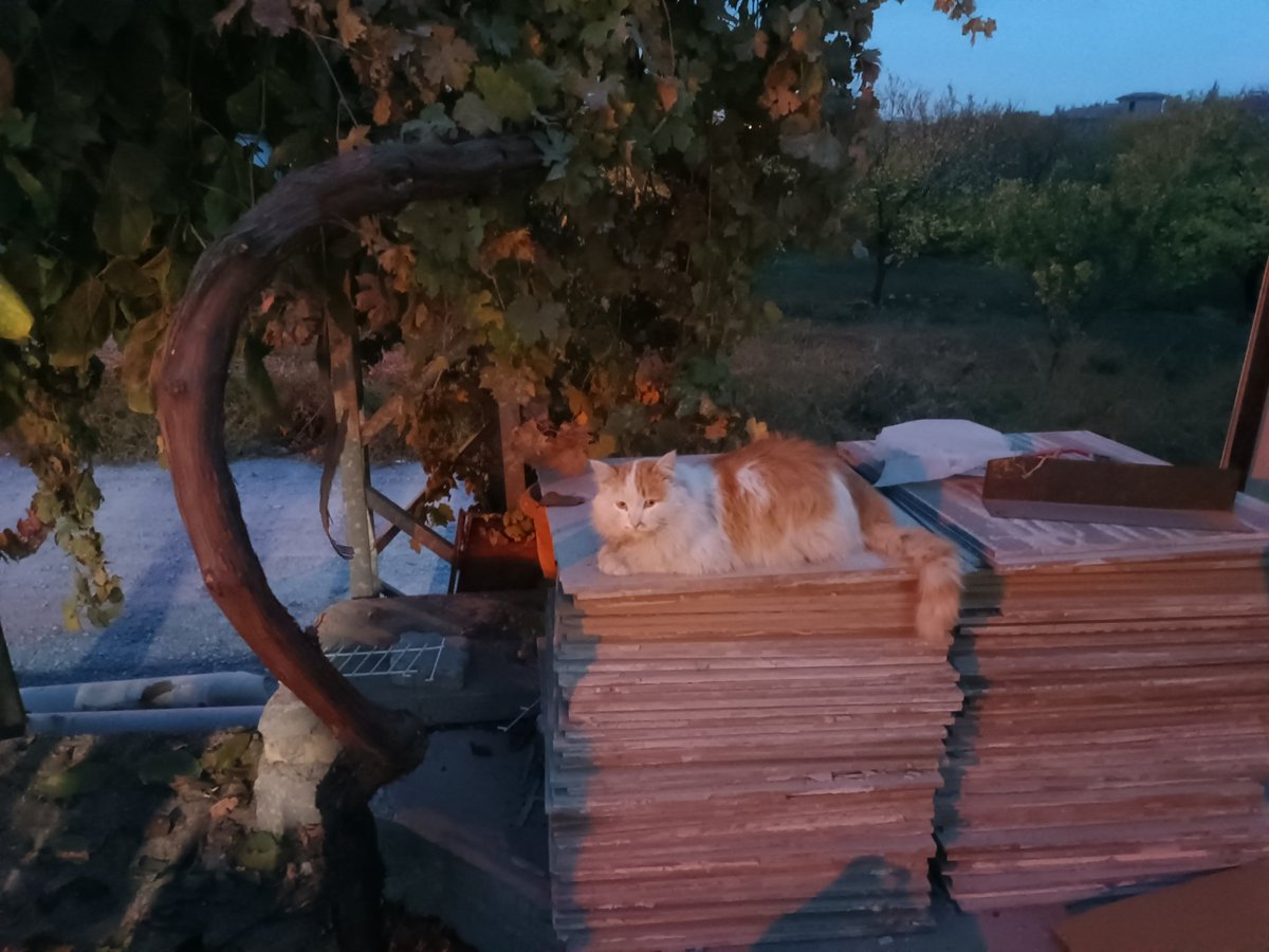 yerim yerim yerim seni eşek