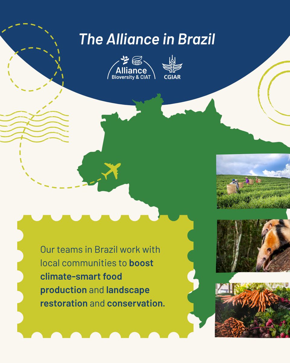 BiovIntCIAT_eng's tweet image. 🌱 Brazil is hosting #COP30 in Belém. 🌍 The Alliance supports biodiversity, food security &amp;amp; climate-smart farming in the Amazon. 🌳🍠💧 Learn more 👇 
🔗 allbiociat.org/3Jt2tTB