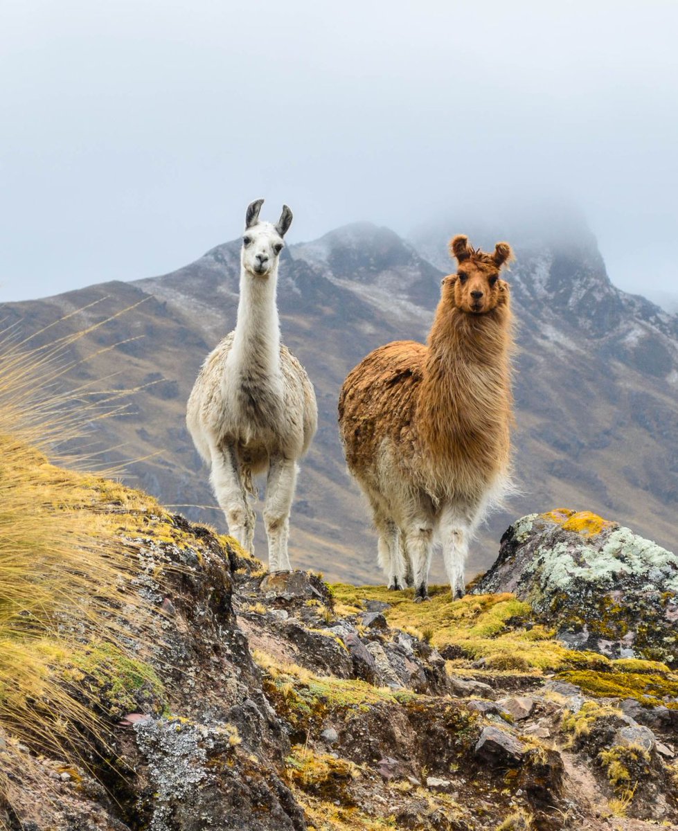 Rural Peru  #Llamas #Mountains