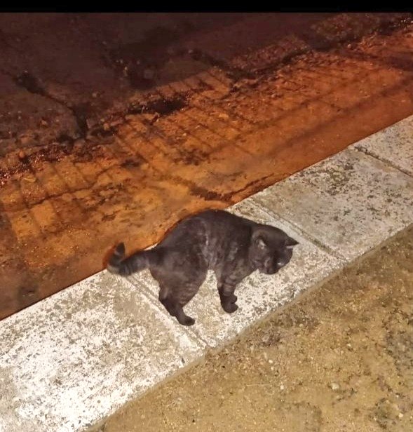 Erta2017's tweet image. #Sevilla

Es muy bueno. No sabe defenderse en la calle. Peligra💔 

Necesita ayuda:

Protectora, refugio o particular que puedan ayudarlo  ? 
Cto: @CefiroyCoco