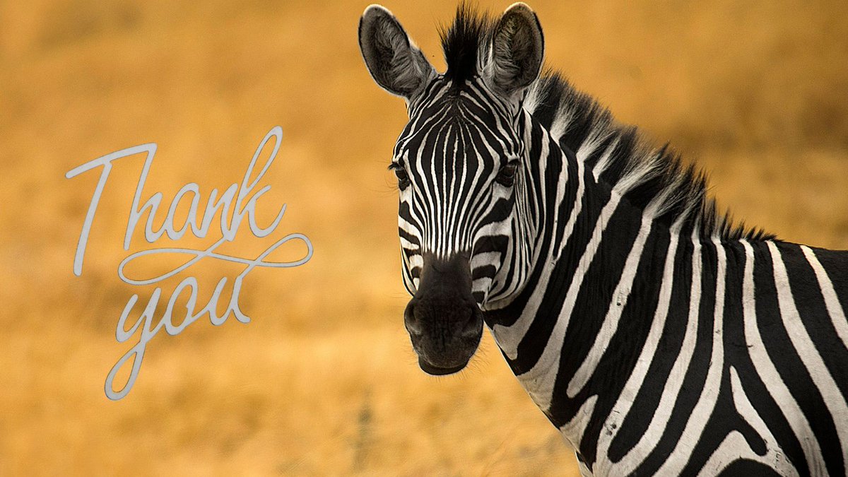 Thank you <a href="/ZealTheOGMascot/">ZEAL 🛡️🦓🦓🦓</a> for supporting Zcash Foundation's mission to advance privacy technology! Your generosity helps us protect financial freedom for everyone. 🦓💜

Fun fact: A group of zebras is called a "dazzle" — and your contribution has certainly dazzled us! 🌟