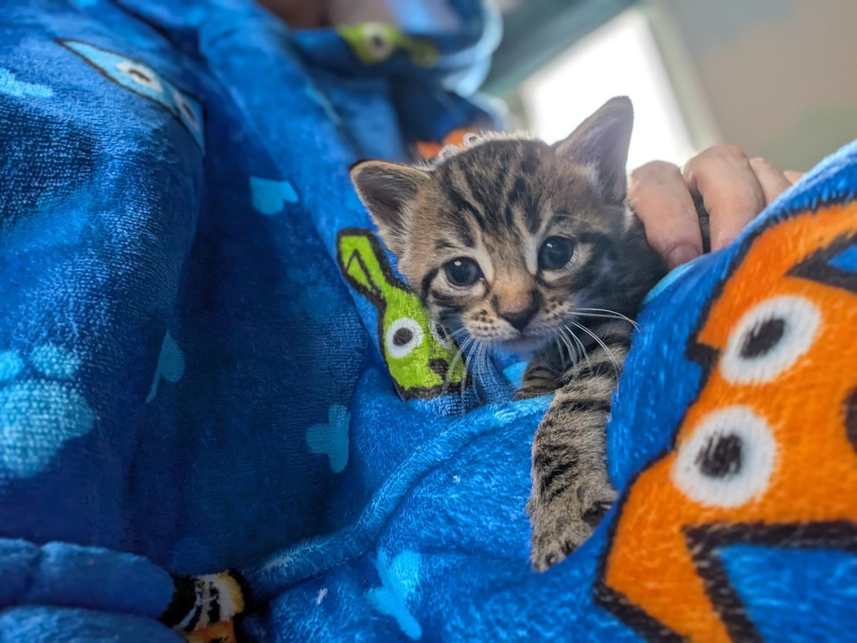 I'd like to take a moment to introduce you to one of our new kittens. Just four weeks old but he already has a name!

All our cats have a food-related second name so Guybrush Goodsoup says "mew"

(also he loves my <a href="/BX_StreamTeam/">Blue Cross Stream Team</a> oodie)

#kitten #Cat