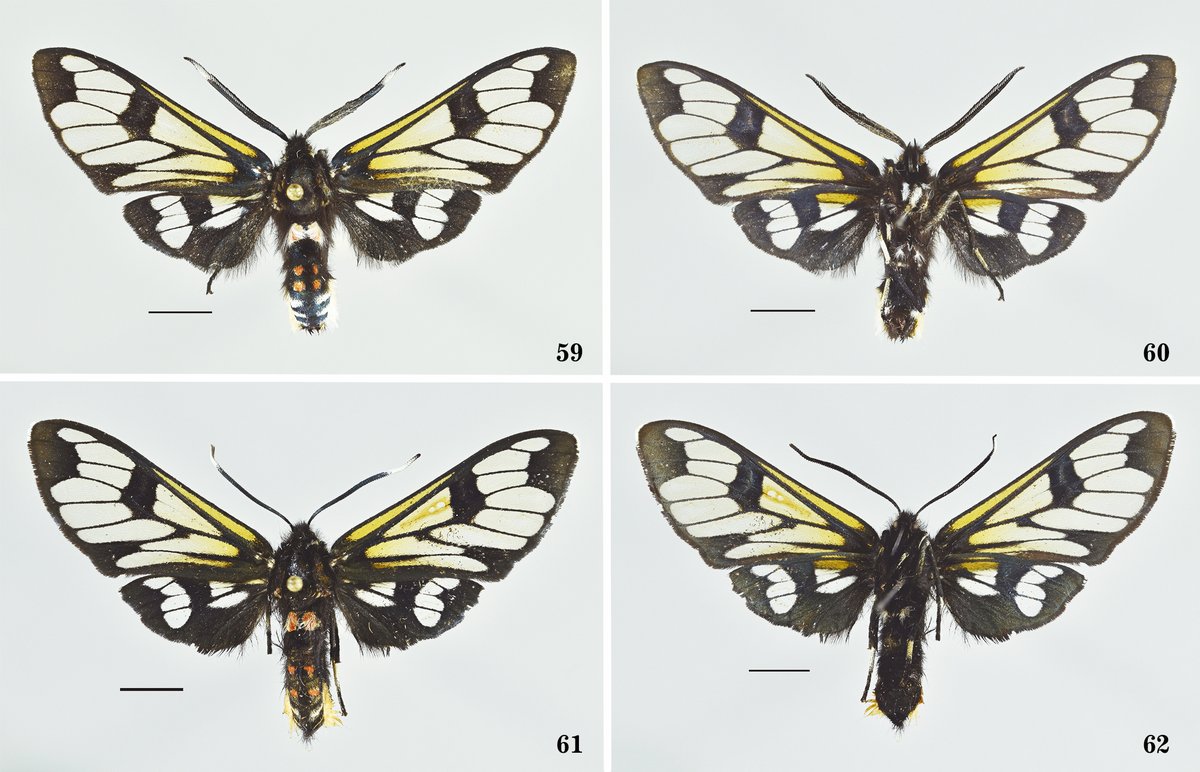 #LiteratureNotice. Juan Grados. Nuevos Arctiinae (Lepidoptera: Erebidae) de los bosques montanos de la cordillera de los Andes y la Amazonía de Perú.
biotaxa.org/rce/article/vi…
