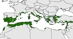 TabiplerTarim's tweet photo. ZEYTİN  BAHÇESİ SAHİBİ OLMAK İSTİYORUM. 
Haydi bunu öğrenelim

1. Bölge Seçimi: Dünyada Akdeniz çanağı zeytinin doğal alanı

Türkiye’de uygun bölgeler:
 Ege, Marmara, Akdeniz, Güneydoğu Anadolu’nun batısı endemik alanıdır. Kışın yağışlı, çok sert donların olmadığı, yazın kurak ve sıcak bölgeler en uygunudur.
Zamanında yağmayan yağmur/açmayan güneş gibi istenmeyen zamanda yağan yağmur/ aşırı sıcaklar sorundur. 

2. Toprak Özellikleri:  Tınlı-kumlu, iyi drene olabilen, orta derinlikte (en az 1 metre). pH aralığı: 6,0 – 8,5
Tuzluluk: Zeytin tuza kısmen dayanıklıdır ama fazla tuz bitkiyi yıpratır. Taban suyu ve drenaj çok önemli: Kökler su içinde kalmamalı, aksi halde kök çürümesi  olur. Toprak analizi şart: Dikim öncesi mutlaka analiz yaptırılmalı, eksik besin elementleri (özellikle potasyum, fosfor ve bor) tamamlanmalıdır.

3. Yön ve Eğim: Güney veya güneybatı yönü tercih edilmelidir. Bu yönlerde güneşlenme fazladır, verim artar. Hafif %5–15 eğimli araziler su birikmesini önler. Çok dik yamaçlarda teraslama yapılarak ekilebilir. Kuzey yamaçlar soğuğa açık bölgelerde risklidir.

4. İklim ve Sıcaklık:  Büyüme dönemi için 15–30 °C
Kışın -7 °C altına düşmemelidir. Zirai don tehlikesi olan vadilerden, çukur alanlardan kaçınılmalı. Yaz kuraklığına dayanıklıdır, ama çiçeklenme ve meyve tutumu döneminde nem ve su gerekir.

Yağış ve Su İhtiyacı: Zeytin kuraklığa dayanıklıdır ama yüksek verim için su ister: Yıllık ideal yağış: 400–800 mm olarak beklenir ( meteoroloji sayfasından dikeceğiniz yerin yağış miktarına bakınız) 400 mm’nin altındaki bölgelerde damla sulama sistemi kurulmalıdır.

6. Rüzgar ve Koruma: Sert kuzey rüzgârlarına açık arazilerden kaçınılmalı. Zeytinlik çevresine rüzgar kıran ağaçlar (servi, akasya gibi) dikilebilir. Denize çok yakın arazilerde tuzlu rüzgârlar da yaprak yanıklarına yol açabilir.

Sonraki gönderide fidan seçimi ve dikilmesi işlenecek. Okumaya devam edelim