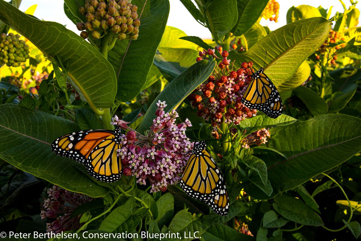 Conservation Blueprint tweet media