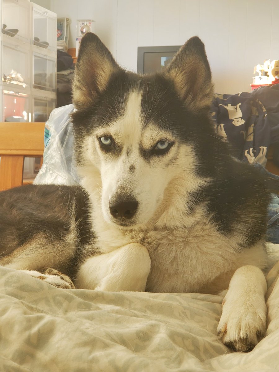 TerriWill4's tweet photo. @Phil_Sledge Skye delivering the "Husky stare" https://t.co/pfuQWxOjPg