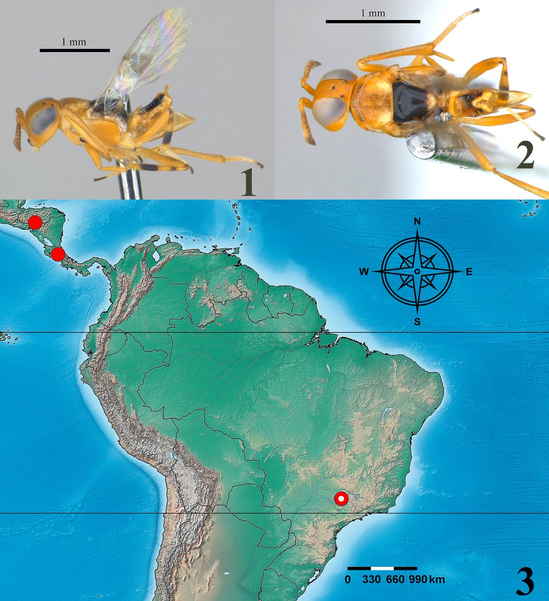 #LiteratureNotice. Perioto et al. First record of Isodromus luceres Noyes, 2010 (Hymenoptera: Encyrtidae) in Brazil: expanding the distribution of a neuropteran parasitoid.
biotaxa.org/rce/article/vi…