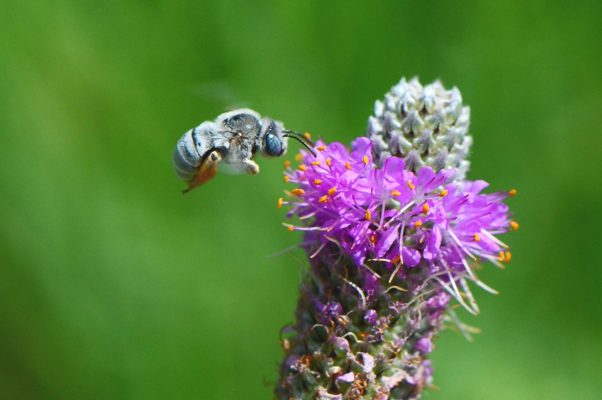 Conservation Blueprint tweet media