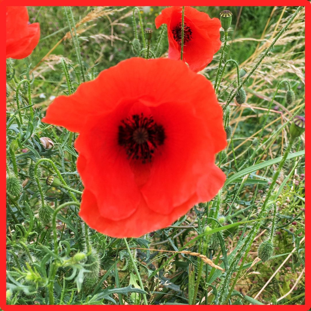 ‘Poppy’ keeps its Latin root ‘papaver’ through centuries of language change. From Old English ‘popiġ’ to today’s word of remembrance. greatexpectationseducation.uk/musings-words-…