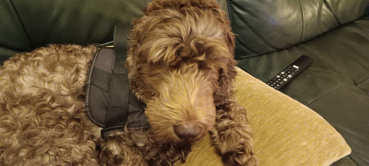 Dash the dog saying hello grumpily after a day of work!