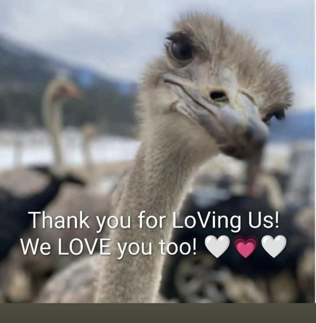 OstrichFarmBC's tweet photo. https://t.co/rbssJrJ3BW