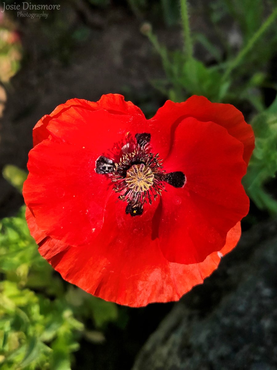 Lest we forget. 

A beautiful poppy, kind of shaped like a heart, that I found in our flower garden this past summer.

#lestweforget #RemembranceDay #Canada