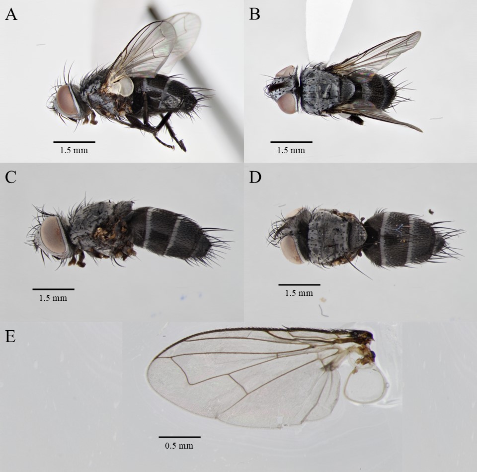 #LiteratureNotice. Robles-Pérez et al. Primer registro de Lydella jalisco Woodley, 1994 (Diptera: Tachinidae) como parasitoide de Eoreuma loftini Dyar, 1917) (Lepidoptera: Crambidae), en Nayarit, México.
biotaxa.org/rce/article/vi…