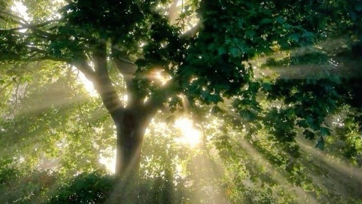 vibelyra 🦢 tweet media