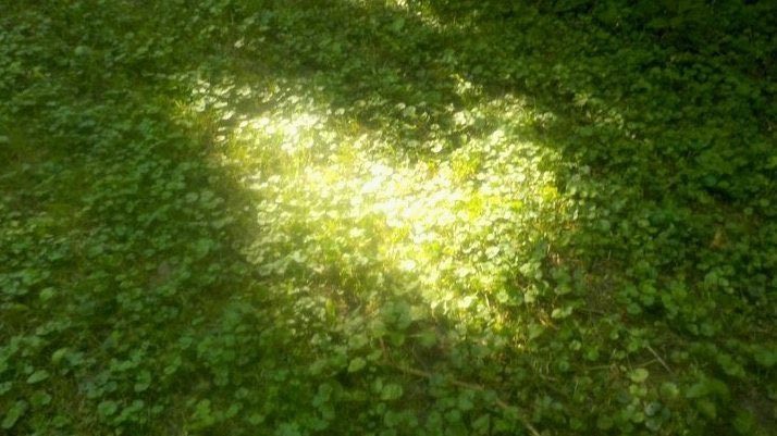 vibelyra 🦢 tweet media